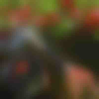 Nůžky na stříhání stromů | TREESNIP